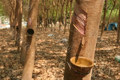 Rubber trees