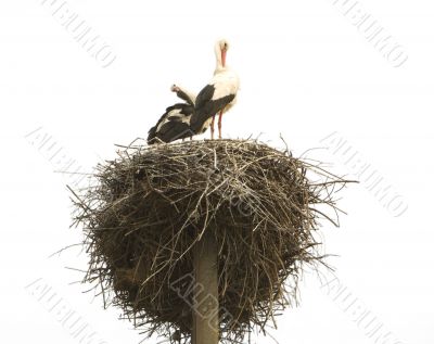 Stork Family in the nest