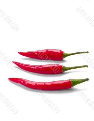 chilly peppers