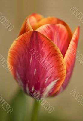 tulip flower