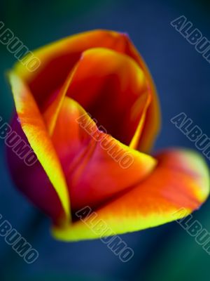 tulip flower