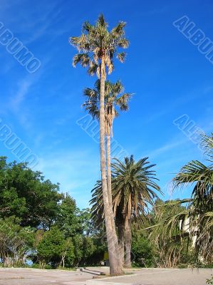 Palms over blue sky