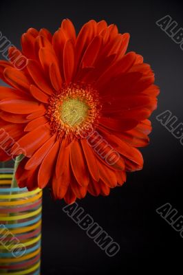 red gerbera red gerbera