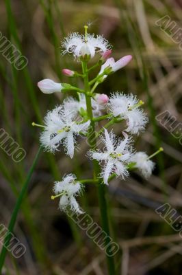 Buck-bean swamp stars