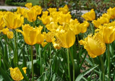 Shiny field with yellow tulips