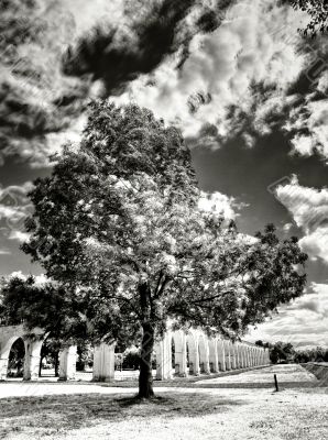 Solitary tree