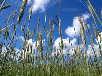 Rye on sky