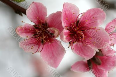 Cherry Blossoms