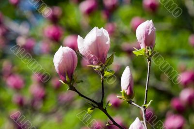 Spring beauty Spring beauty