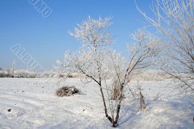 winter landscape