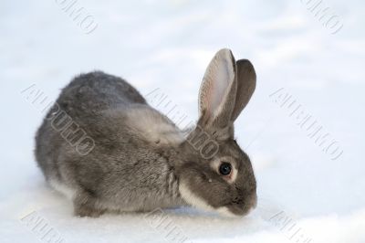 gray rabbit