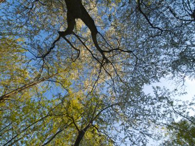 Interweaving branches on a sky background.