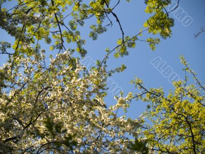 Interweaving branches on a sky background.