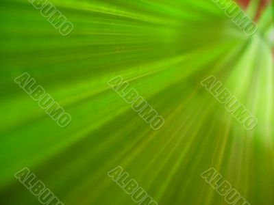 Photo of a leaf closeup