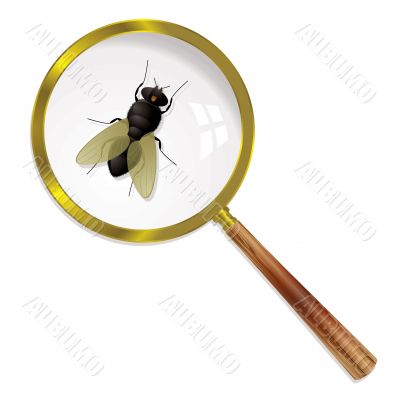 magnify fly