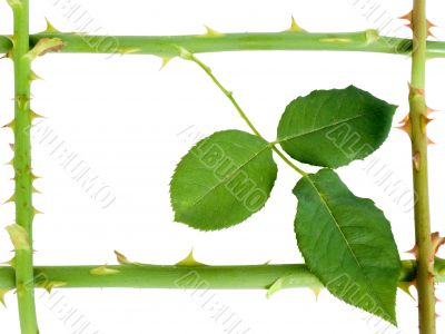 Stalk of a rose with prickles