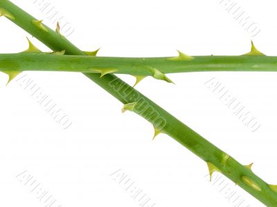 Stalk of a rose with prickles