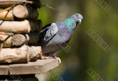 Curious pigeon Curious pigeon