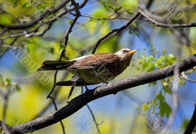 fieldfare on a branch fieldfare on a branch