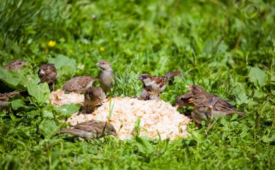 Hungry sparrows Hungry sparrows