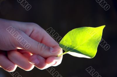 shiny leaf in hand