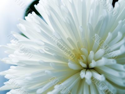 Chrysanthemum