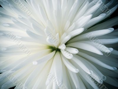 White flower