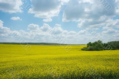 Field Field