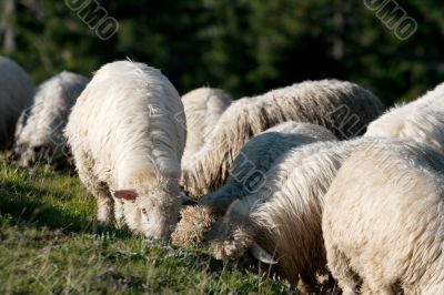 Sheeps Sheeps