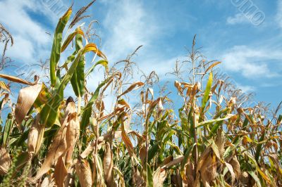 Corn Corn
