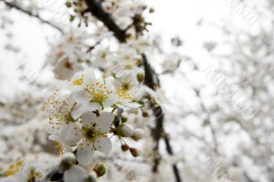 Spring flowers Spring flowers