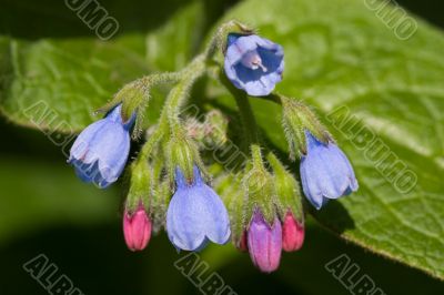 Delicate flowers