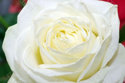 White rose close up