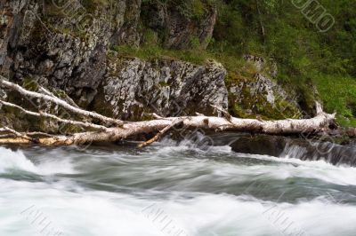 wood in river