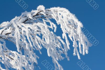 Branches tree cover drizzle