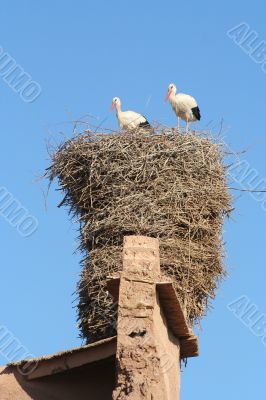 Big storcks nest