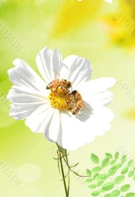 Daisy and a bee