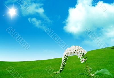 Spring flower  with sky