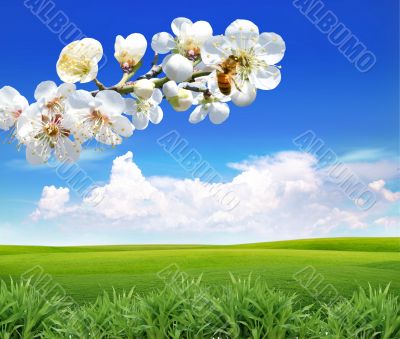 Blooming branch Blooming branch