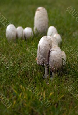 Mushrooms Mushrooms