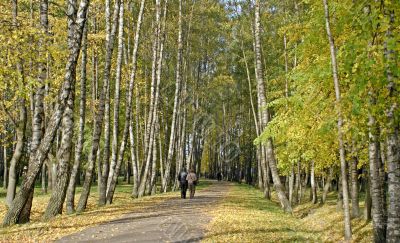 Autumn leaves for design