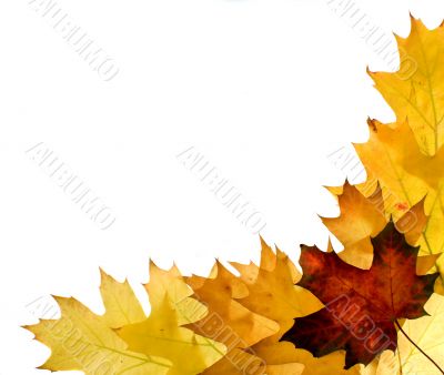 Autumn leaves for design