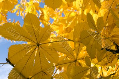 Autumn leaves for design