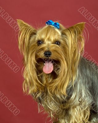 Yorkshire Terrier