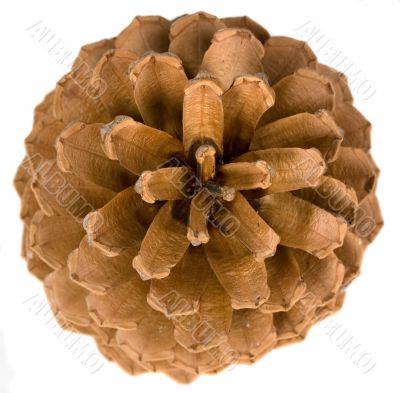 Cone of pine