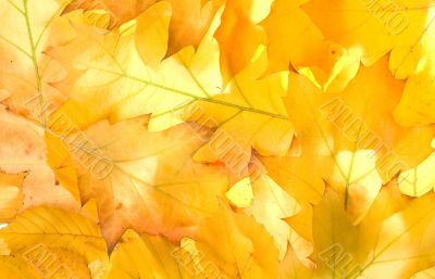 Autumn leaves for design
