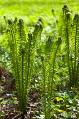 fern in the spring