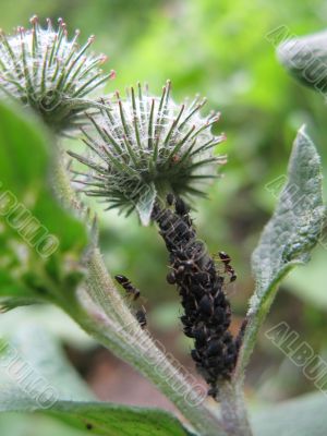 Agrimony