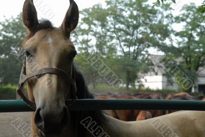 Horse Staring