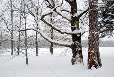 Snowy Trees